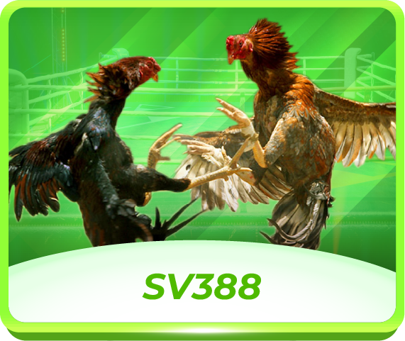 KK8 Online Cockfighhting Live: SV388